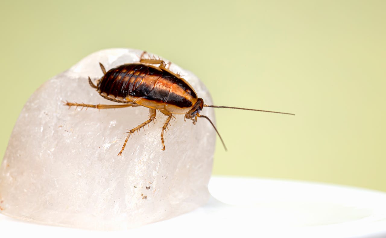 Происхождение таракана: ученые узнали, как вредитель покорил мир