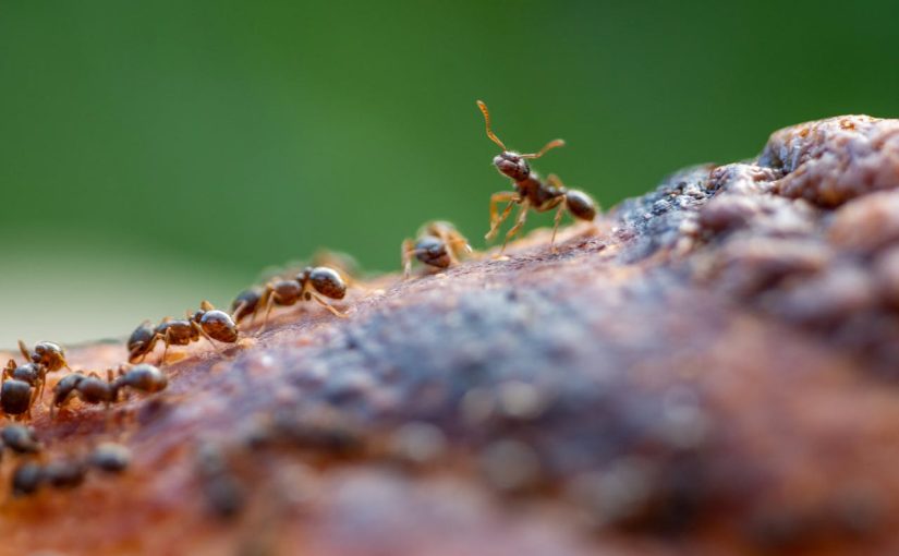 Появление этих насекомых в вашем доме свидетельствует о неожиданных доходах ➤ Infotime.co