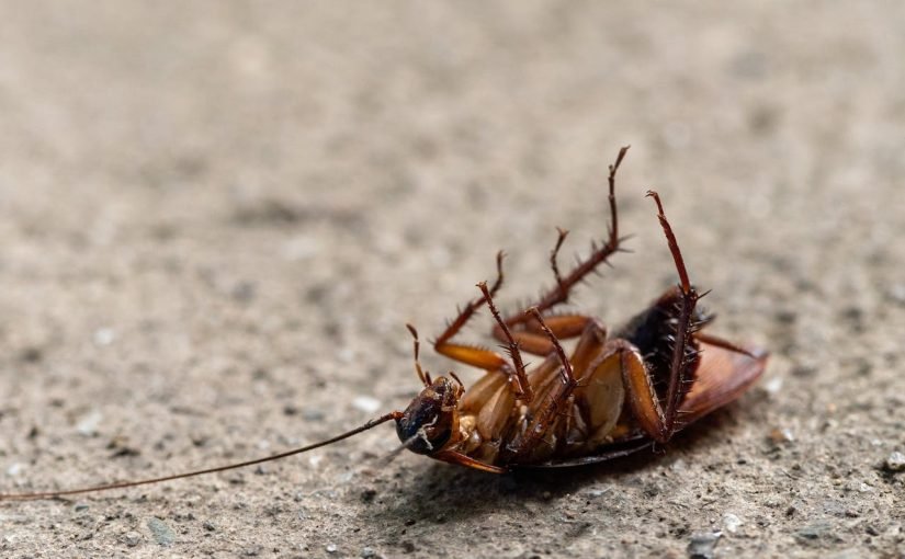 Происхождение таракана: ученые узнали, как вредитель покорил мир ➤ Infotime.co