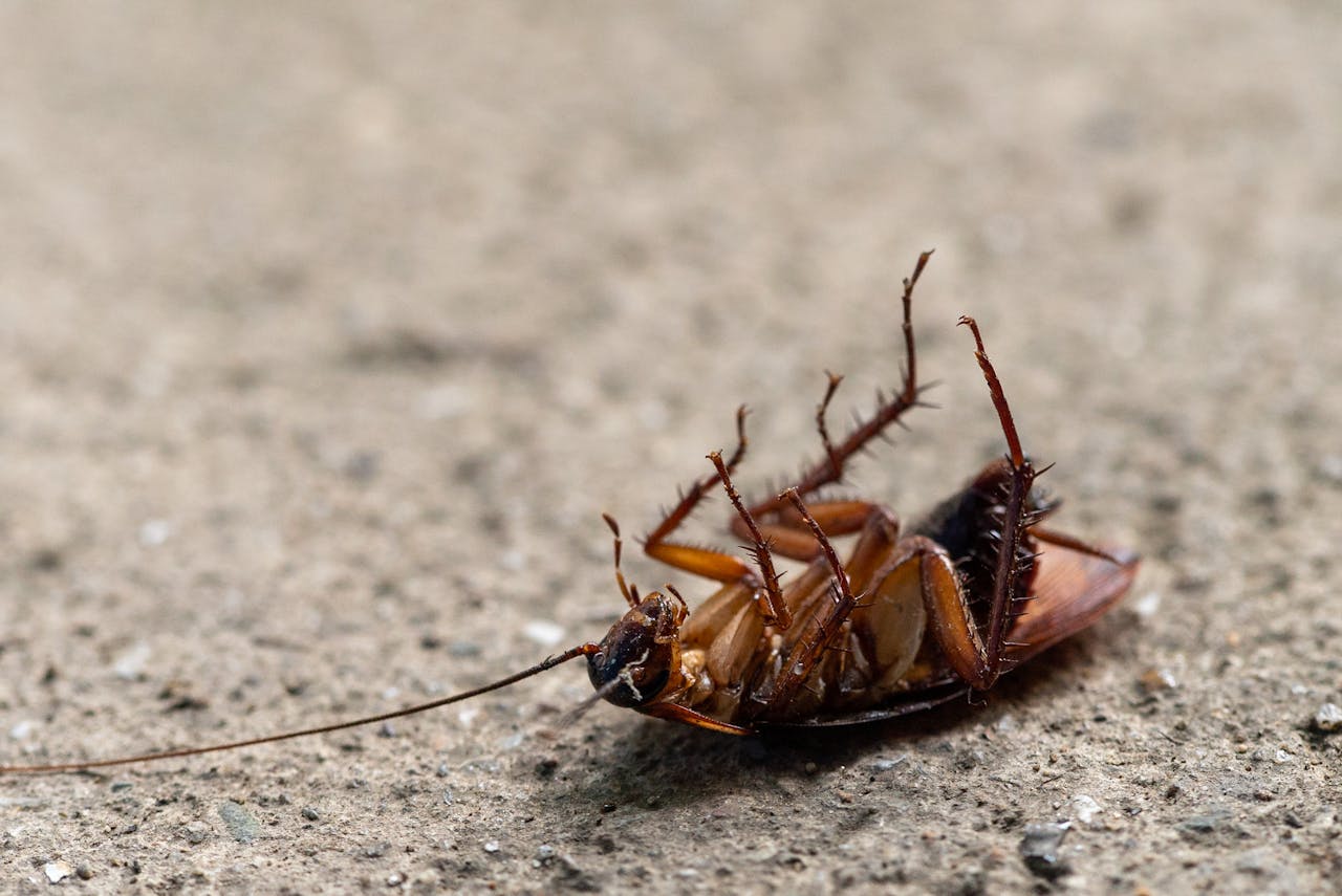 Происхождение таракана: ученые узнали, как вредитель покорил мир ➤ Infotime.co