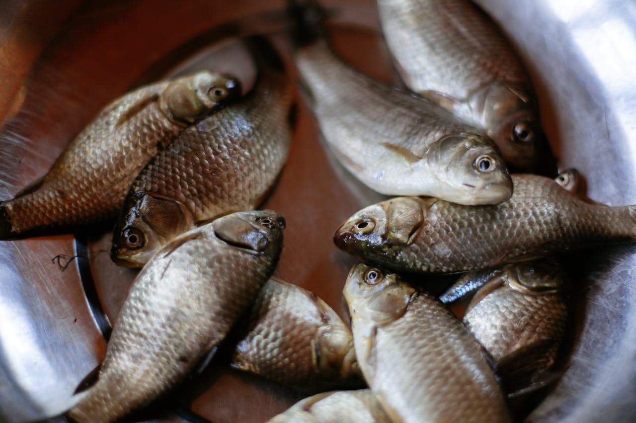 Риба для здоров’я: дієтолог назвала 5 кращих видів
