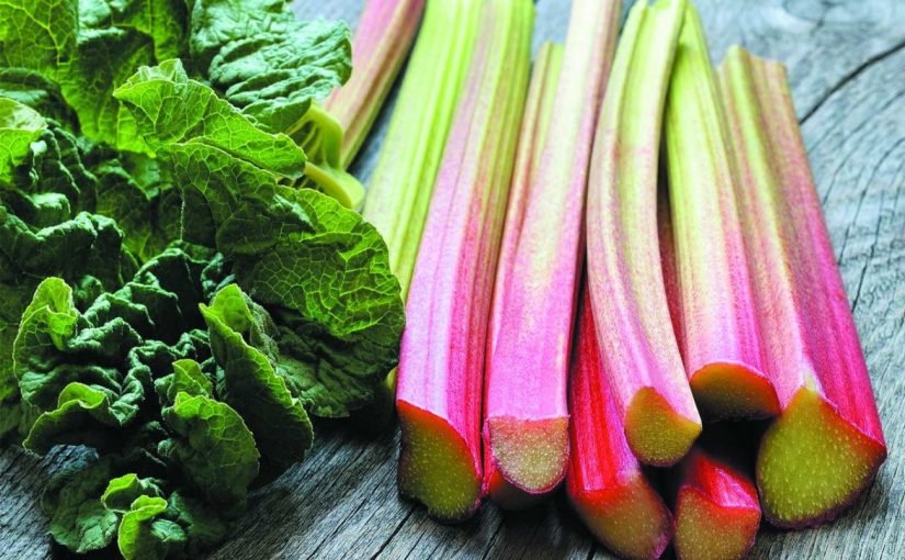 Польза ревеня для здоровья: чем может удивить этот уникальный овощ ➤ Infotime.co