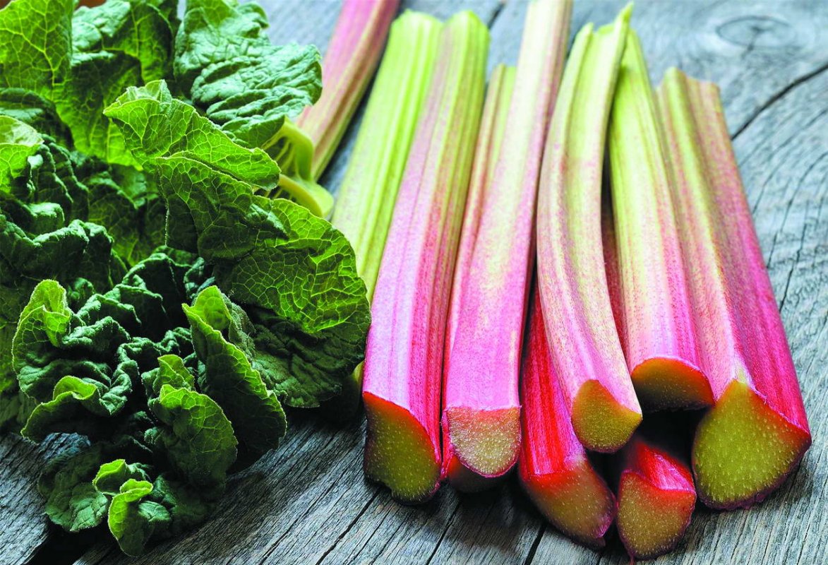 Польза ревеня для здоровья: чем может удивить этот уникальный овощ