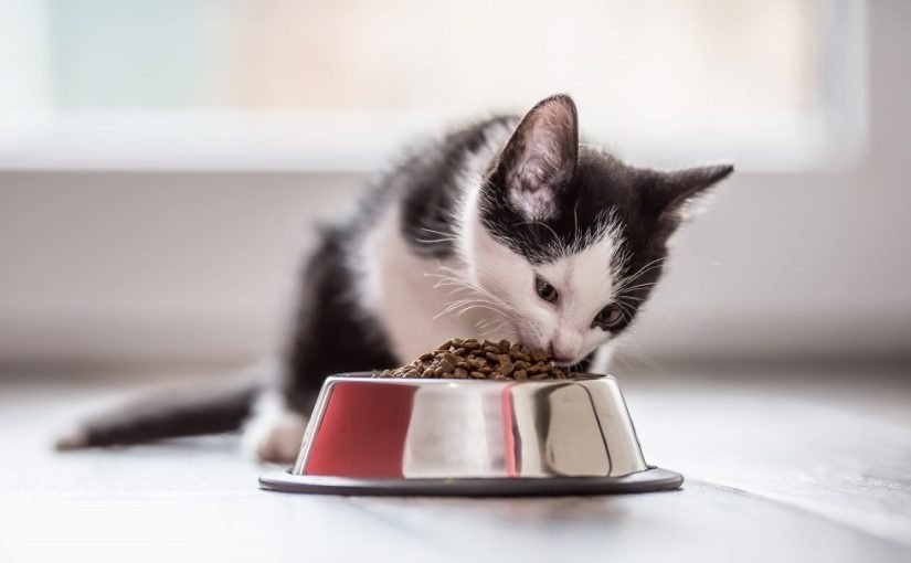 Ветеринары назвали продукты, которые никогда нельзя давать котам ➤ Infotime.co