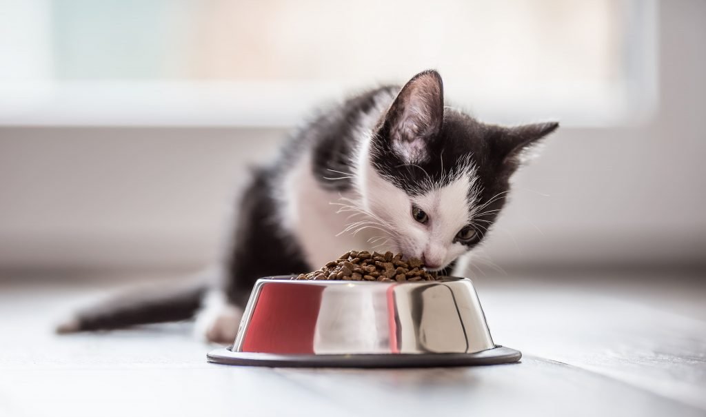 Ветеринары назвали продукты, которые никогда нельзя давать котам