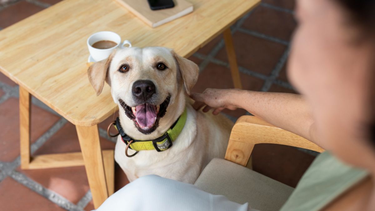 Можно ли собакам есть картошку: советы от ветеринаров