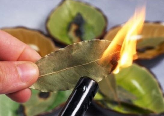 Jika anda membakar daun bay di dalam rumah, hasilnya akan menakjubkan