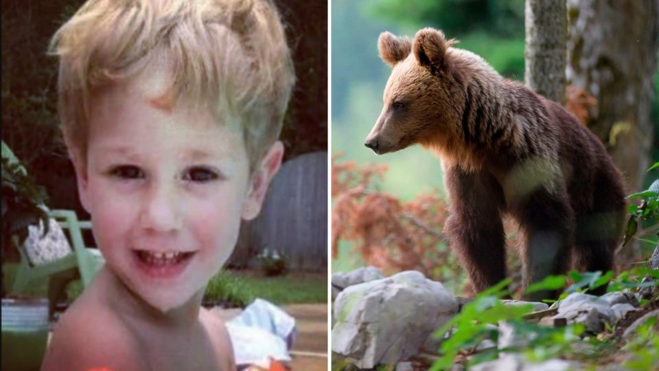 3-річного малюка шукали у лісі 3 дні: що з ним зробила ведмедиця