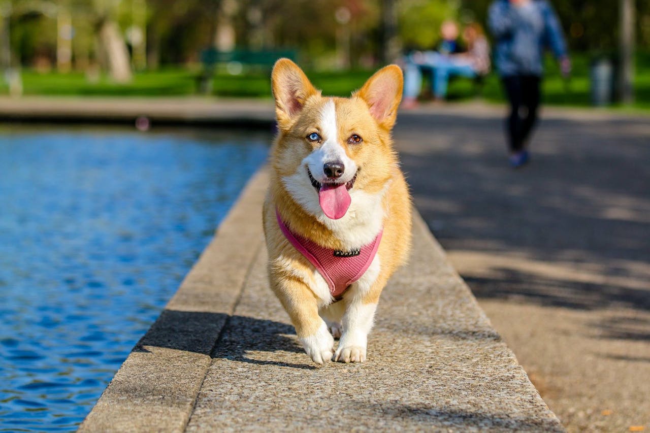 10 найдорожчих порід собак: вірність та дружба за немалу ціну ➤ Infotime.co