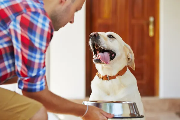 Можно ли собакам есть картошку: советы от ветеринаров ➤ Infotime.co