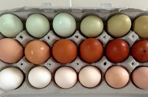 Чи є різниця в коричневих або білих яйцях
