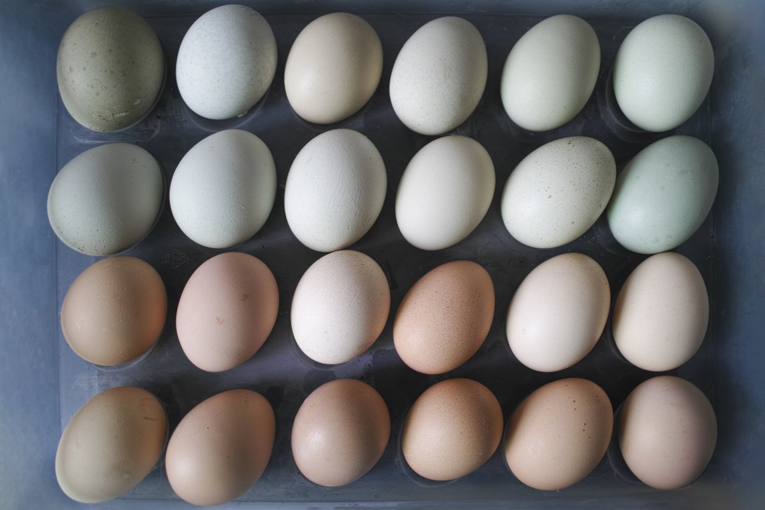 Есть ли разница в коричневых или белых яйцах
