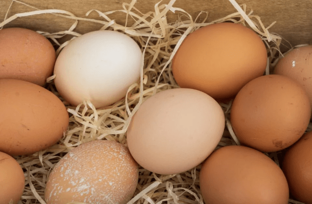 Есть ли разница в коричневых или белых яйцах ➤ Infotime.co
