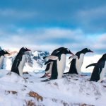 Пингвины в зоопарках стареют быстрее: учёные объяснили неожиданную причину ➤ Infotime.co