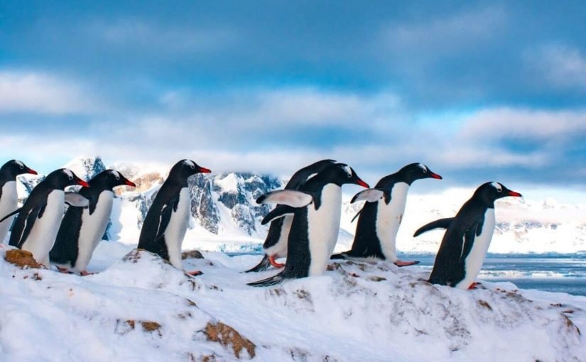 Пингвины в зоопарках стареют быстрее: учёные объяснили неожиданную причину ➤ Infotime.co