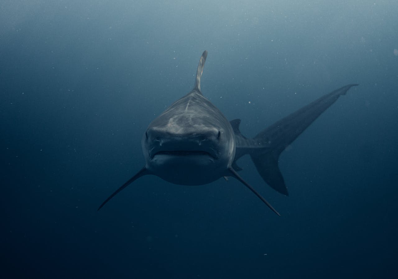 Чому насправді акули нападають на людей