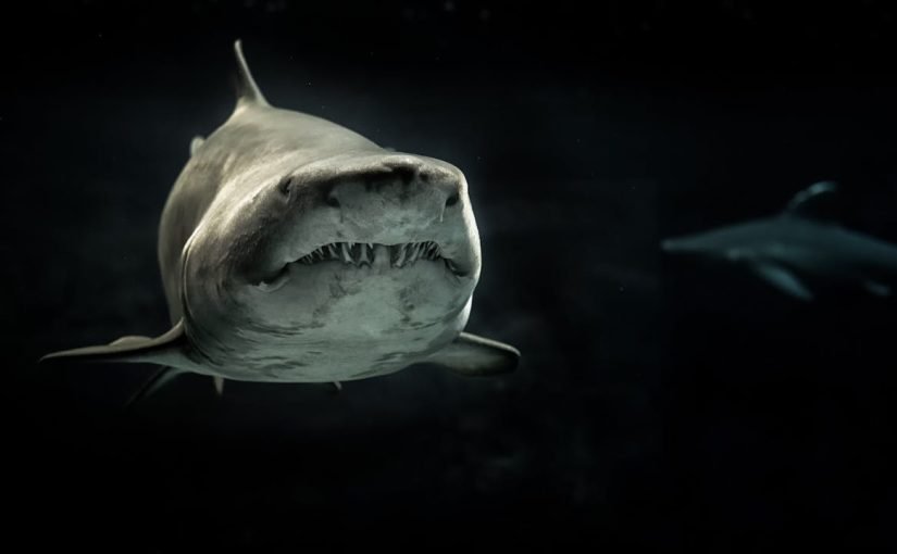 Почему на самом деле акулы нападают на людей ➤ Infotime.co