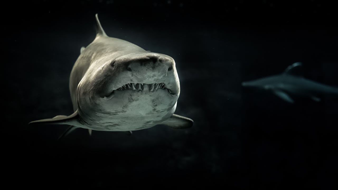 Почему на самом деле акулы нападают на людей