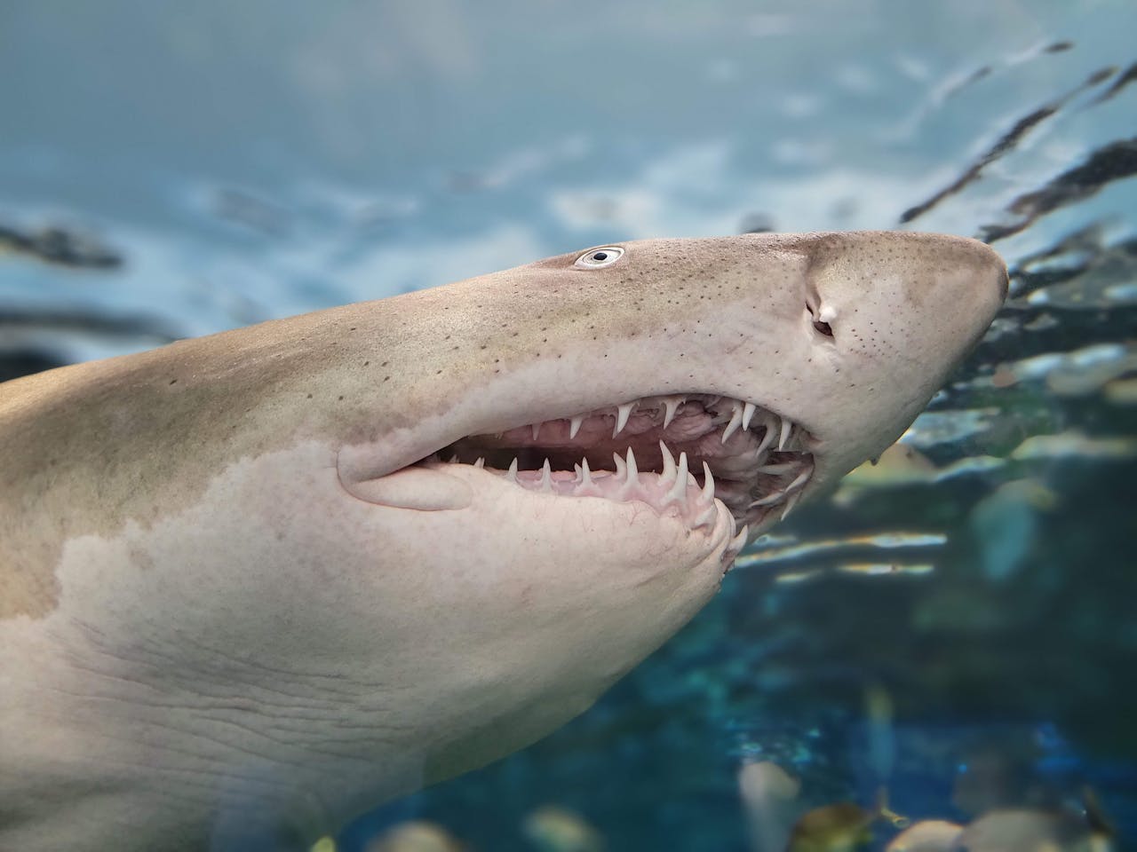 Чому насправді акули нападають на людей