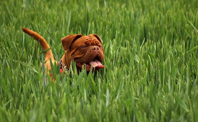 Лучшие охранники для дома: самые смелые породы собак ➤ Infotime.co
