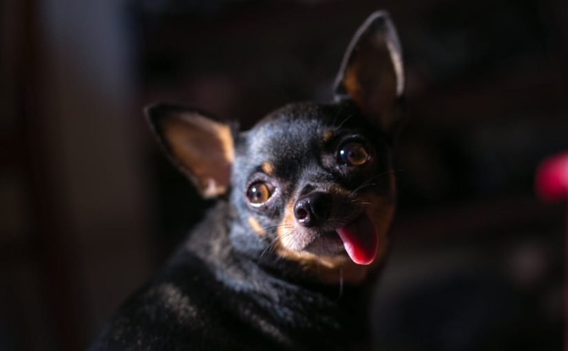 Ці 7 найдобріших порід собак у світі не образять і муху ➤ Infotime.co