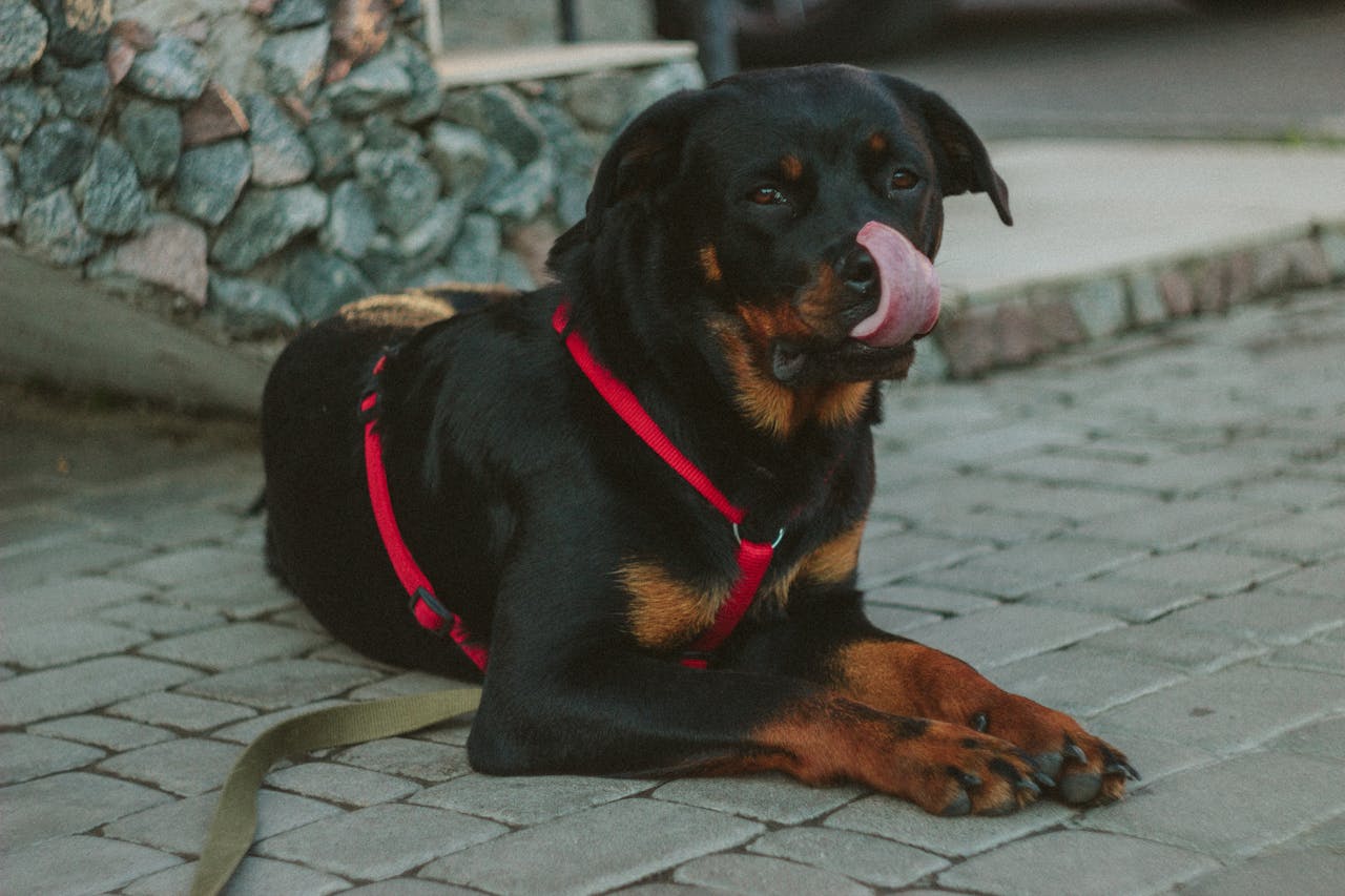 Лучшие охранники для дома: самые смелые породы собак
