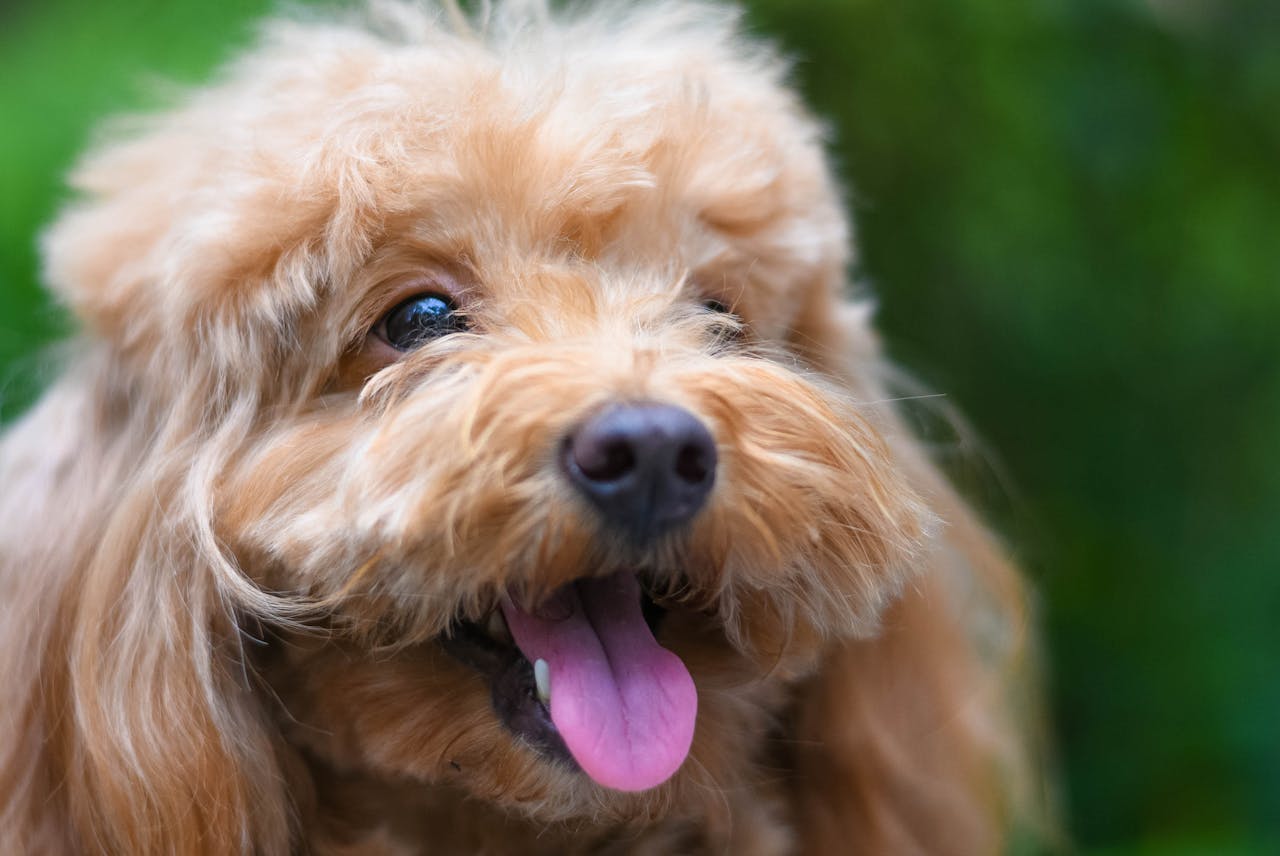 Ці 7 найдобріших порід собак у світі не образять і муху