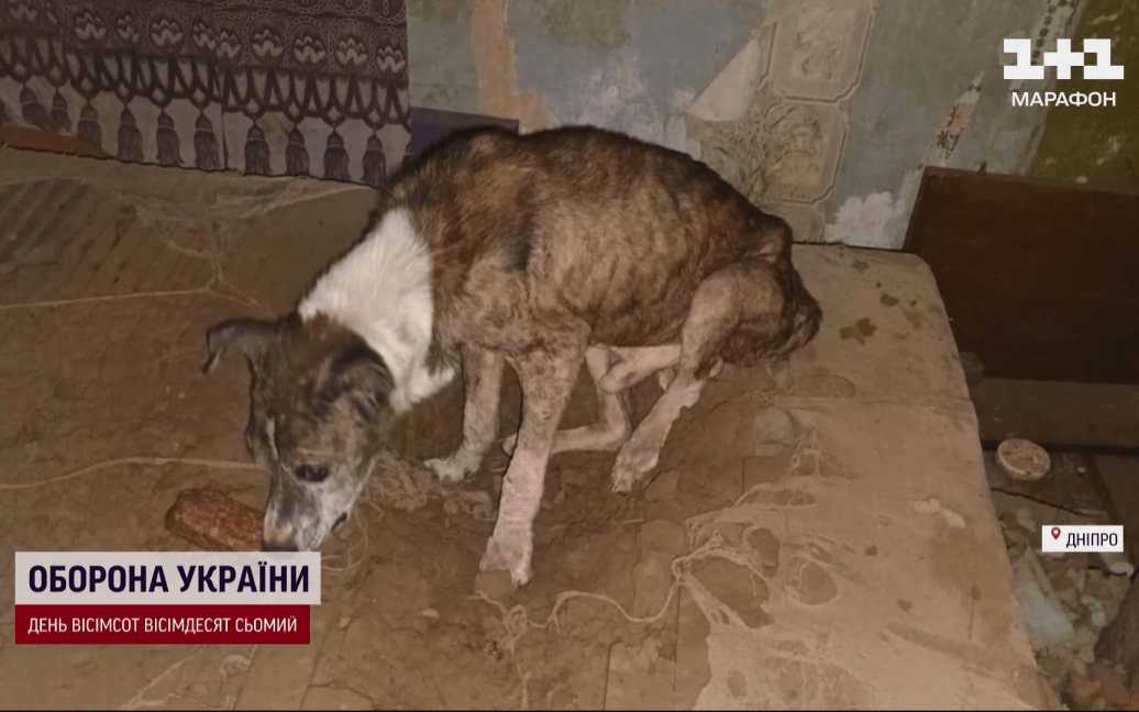 Собака более 2 месяцев ждала хозяев в разрушенном доме: трагическая история