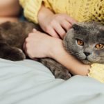Почему кошка не отходит от хозяина: ветеринары назвали шесть причин ➤ Infotime.co
