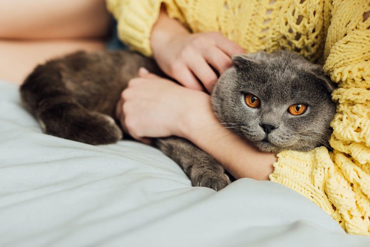 Есть ли кошки ласковее кошек: ответ эксперта по кошачьему поведению