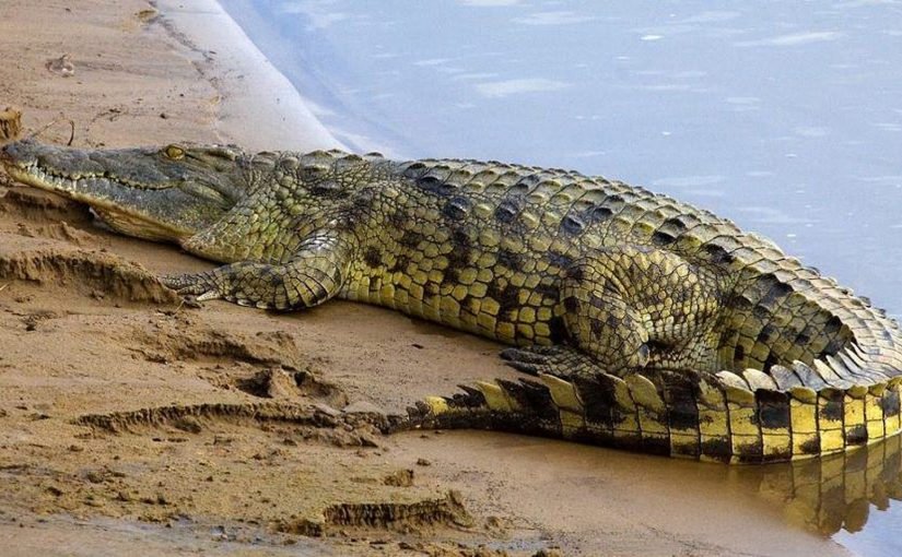 Величезного крокодила занесло до будинку повінню: фото  ➤ Infotime.co