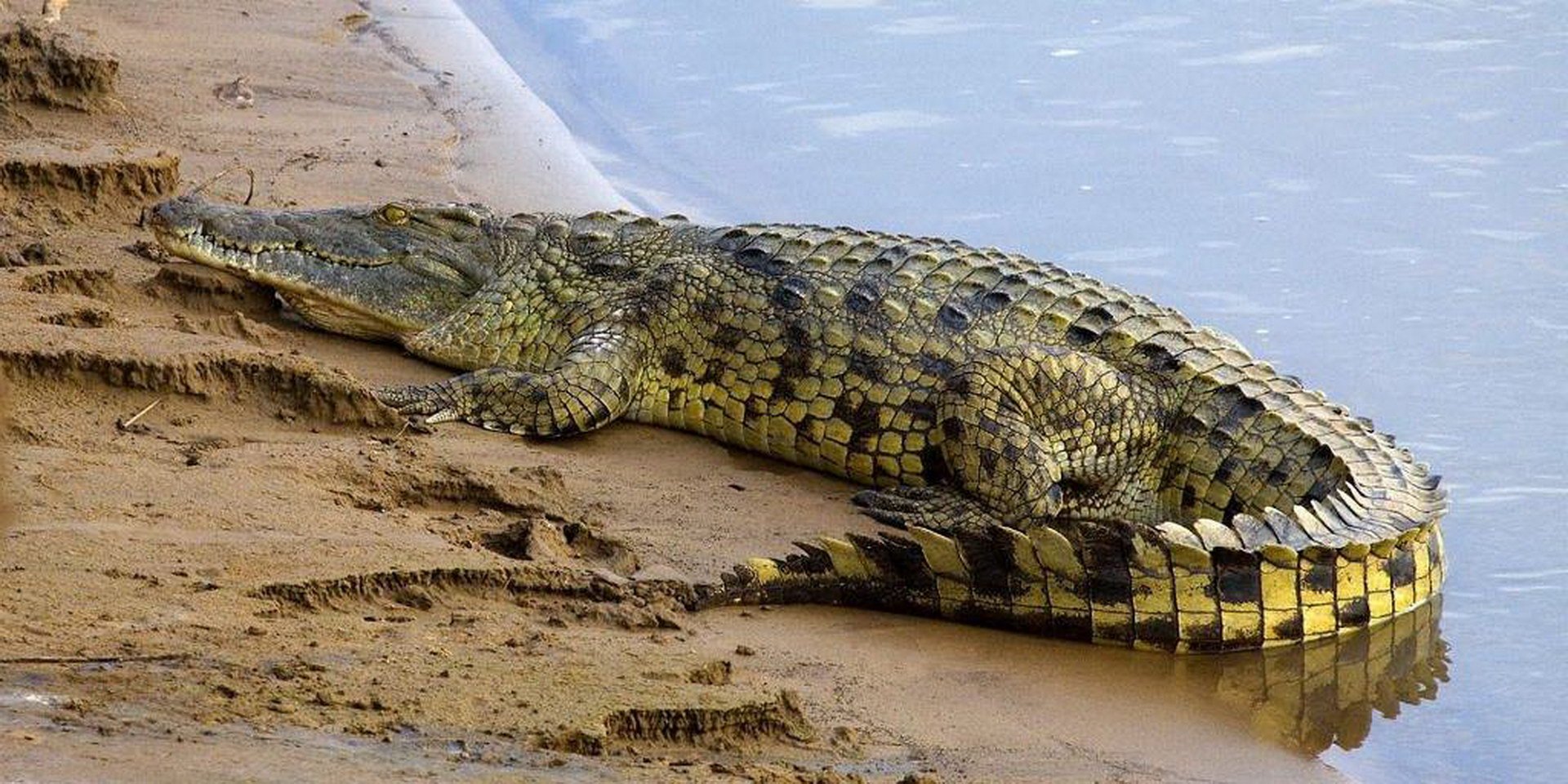 Величезного крокодила занесло до будинку повінню: фото  ➤ Infotime.co