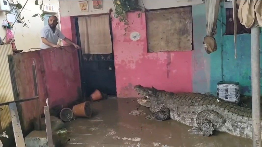 Огромного крокодила занесло в дом после наводнения: фото