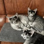 Какие признаки указывают, что кошка считает вас своей семьей ➤ Infotime.co