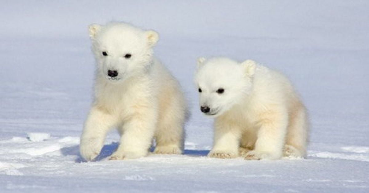 Белые медведи стали болеть чаще: ученые связали это с глобальным потеплением