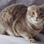 Женщина повела к ветеринару кошку, а он шокировал, кем оказалось животное ➤ Infotime.co