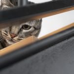 Котячі звички, які можуть вас здивувати: значення ➤ Infotime.co