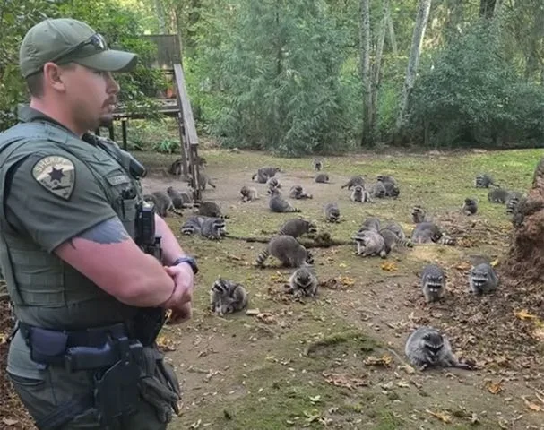 Жінка покинула свій дім через 100 єнотів: відео 