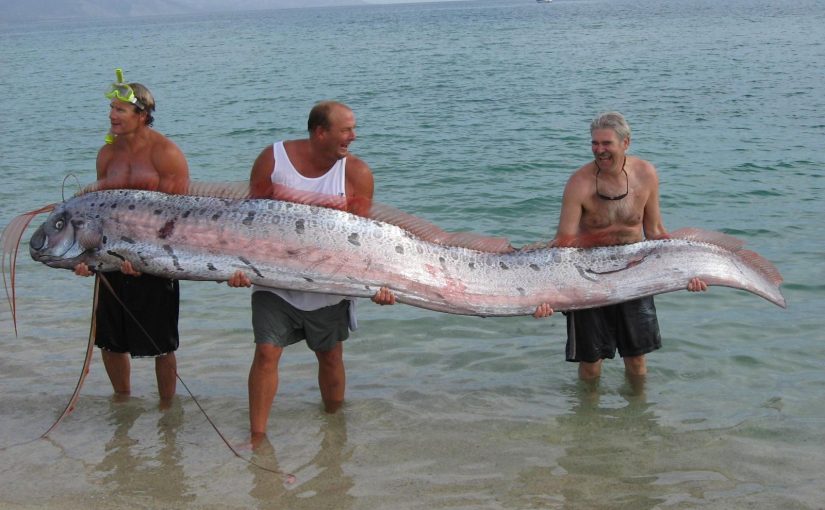 Se acerca el día del juicio final. Hemos tenido informes de que los pescadores australianos han capturado… ➤ Infotime.co