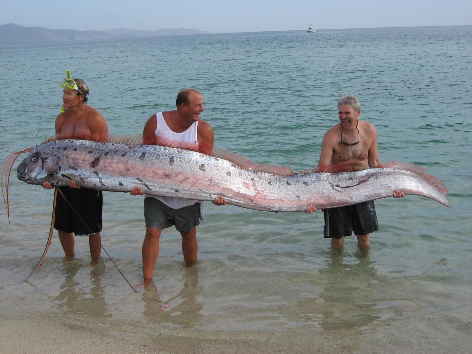 Se acerca el día del juicio final. Hemos tenido informes de que los pescadores australianos han capturado… ➤ Infotime.co