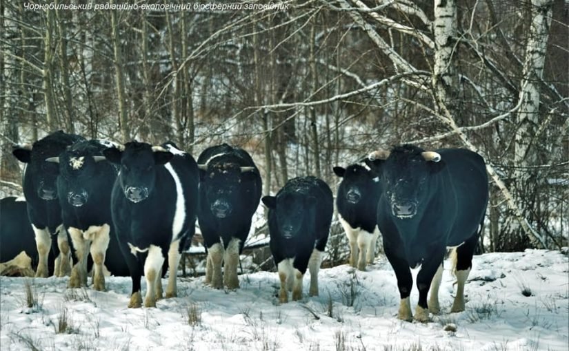 Las vacas salvajes de Chernóbil sorprenden a los científicos ➤ Infotime.co