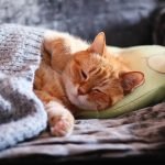 Як зрозуміти, що кіт вас поважає: експерти назвали головні ознаки ➤ Infotime.co