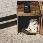 Что категорически запрещено давать коту: последствия могут быть страшными ➤ Infotime.co