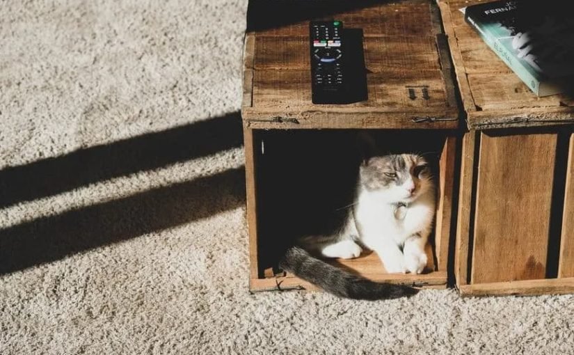 Что категорически запрещено давать коту: последствия могут быть страшными ➤ Infotime.co