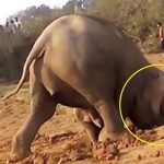 Gajah menggali lubang. Mengapa? ➤ Infotime.co