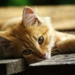 Домашние кошки могут помочь в борьбе с раком у людей ➤ Infotime.co