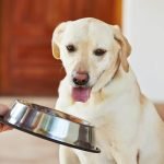 Ця “людська” їжа може вбити собаку ➤ Infotime.co