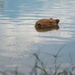 На женщину во время купания в озере напал самый большой в мире грызун: видео ➤ Infotime.co