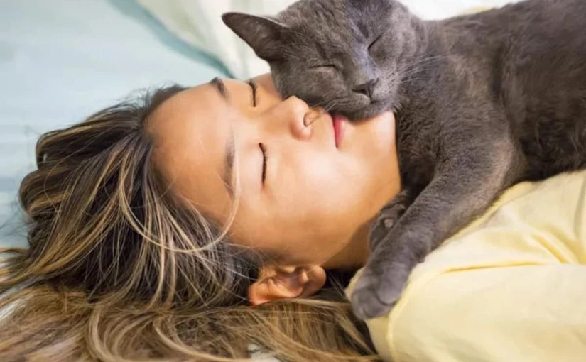 Як кішки розуміють, що господар скоро прийде додому ➤ Infotime.co