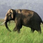 10 істот, які можуть убити слона: навіть гіганти не завжди в безпеці ➤ Infotime.co